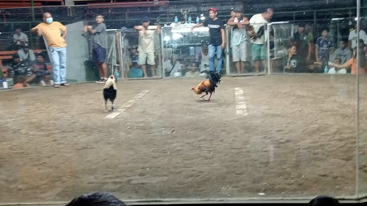 Hatch Grey vs Golden boy sweater good fight.