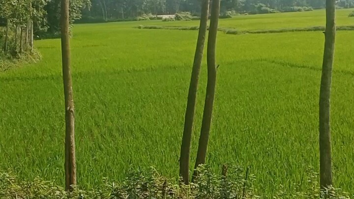 প্রকৃতি পরিবেশ