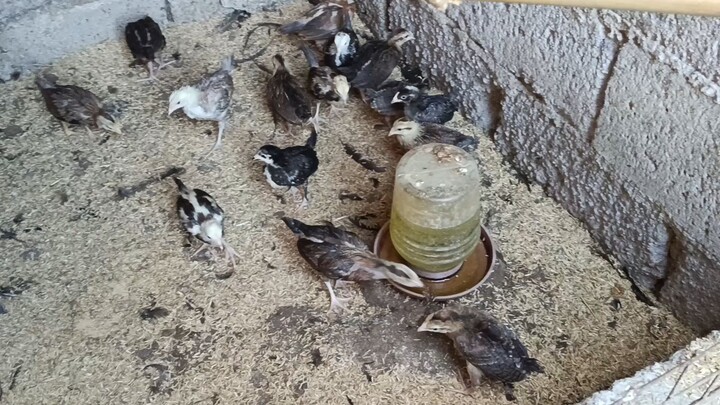 daming pasisiw, bulik, talisay at pula