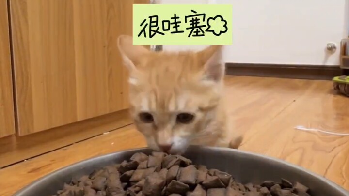 Bagaimana mungkin anak kucing bisa mengeluarkan suara seperti itu?