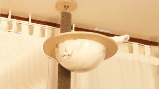 Funniest Cats 😹 - อย่าพยายามกลั้นเสียงหัวเราะ 😂 - Funny Cats Life