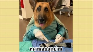 เพื่อนตัวน้อย สัตว์เลี้ยงแสนซน : หมาน้อยสุดป่วน