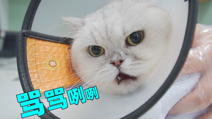 A sick kitten turns into a fierce tiger the moment it gets to the vet, unleashing a tirade at the do