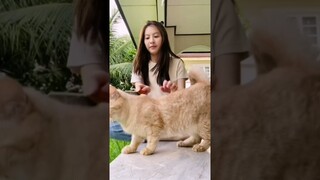 say meow meow - minminbnk48