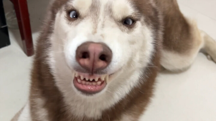 ฮัสกี้: มีผู้ใจดีคนไหนรับเลี้ยงฉันบ้างไหม อยู่บ้านนี้ต่อไปไม่ได้แล้ว!