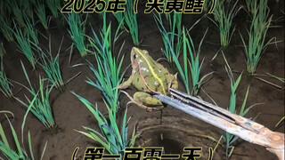 以前的喂鱼田夹了两斤大黄鳝