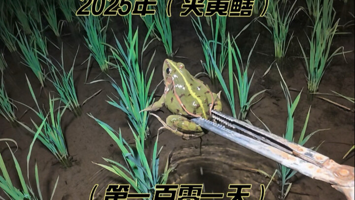 以前的喂鱼田夹了两斤大黄鳝