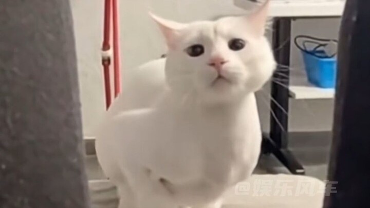 So firey! Is this cat owned by Song Yan?