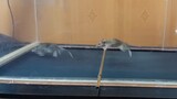 [Animals]Mice running on a treadmill