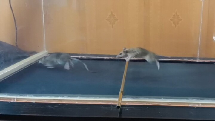 [Hewan]Tikus berlari di treadmill