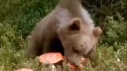 Watch out for mushrooms!