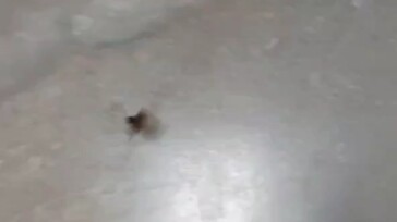 Goya's current situation