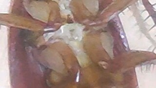 cockroach