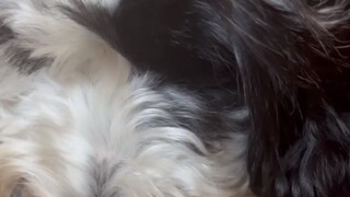 Meet my dog Floyd!