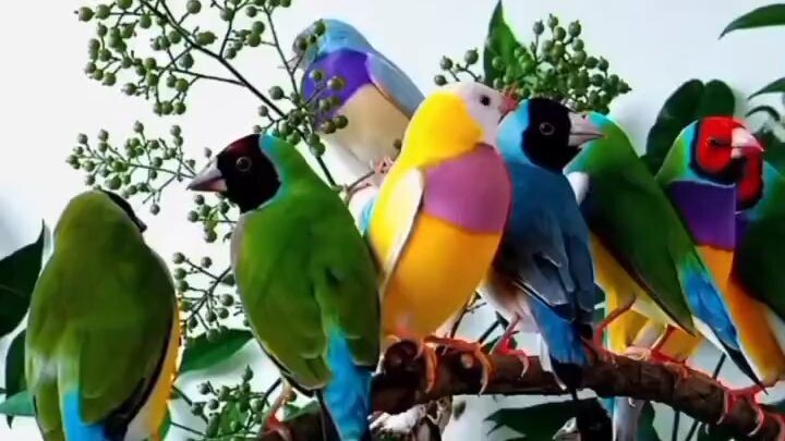 🌈 Rainbow Gouldian Finches 🔅