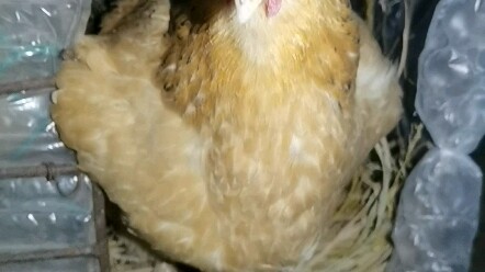 At midnight, unable to sleep, I dragged my old hen out to keep me company.