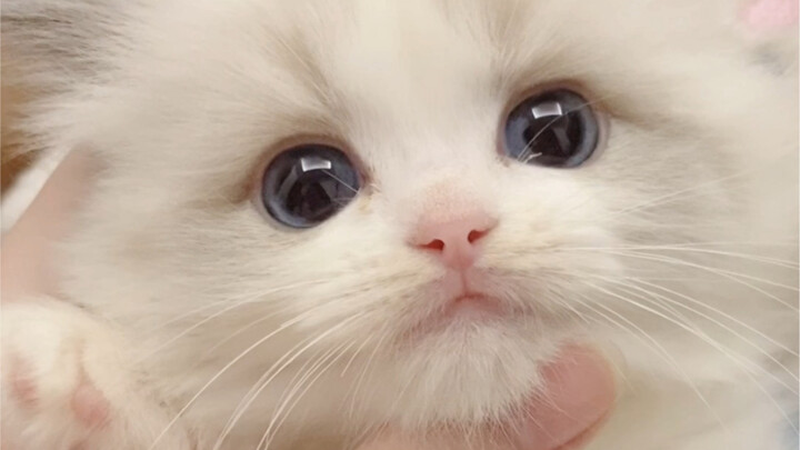 Kitten Compilation | "Explosive Milk Supply"