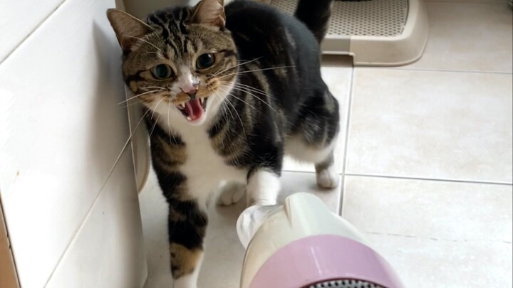 Don’t act impulsively when tying your shoelaces—you might trip yourself! [Pee-Pee Is a Cat]