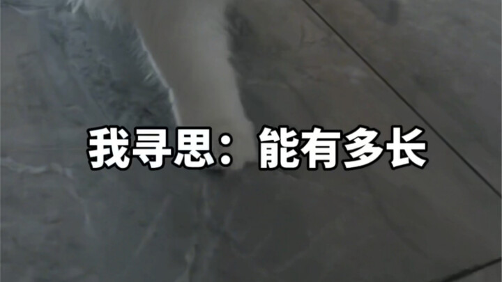 Ya, ekornya diberi makan secara terpisah.