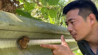 Dalam perjalanan, Ziwei bertemu dengan seekor lebah berkulit ular. Dia melangkah semakin jauh di jal