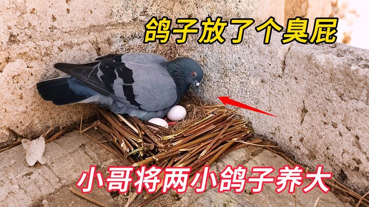 Chú bồ câu just xì hơi một cái rồi đẻ ra một quả trứng; anh chàng ân cần chăm sóc, nuôi lớn cả hai c