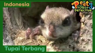 Terbanglah, Tupai Terbang - Peet The Forest Detective 3 (Bahasa Indonesia)