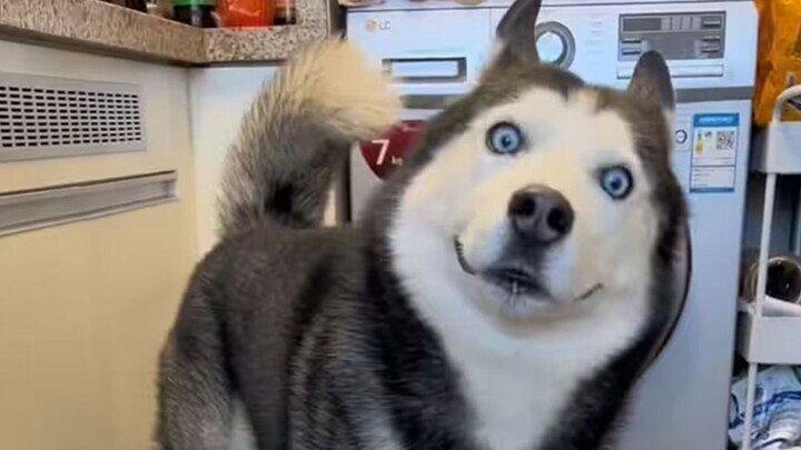 Có người hỏi tôi nuôi Husky có bị trầm cảm không? Tôi bật cười.