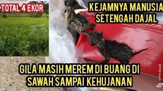 Astagfirullah Bayi Kucing Belum Melek Di Buang Di Sawah Sampai Kehujanan Basah Kuyup..!