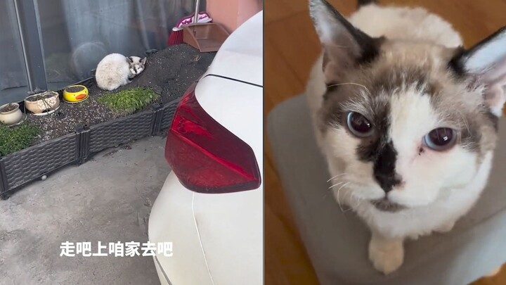 Trời lạnh, người đàn ông gọi chú mèo hoang đáng thương về nhà mình, một câu “đi thôi” đã khởi đầu ch