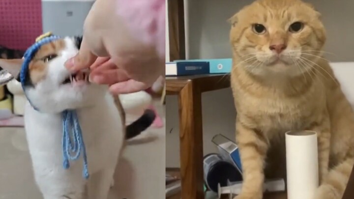 When Bro Thinks They’re the Hottest Cats: