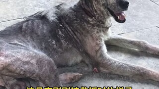 Ryker, si Husky yang ditinggalkan pemilik aslinya, perlahan-lahan menjadi anjing yang bahagia lagi