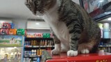 The cat shop clerk recommends you to buy something, and you can pet it after you buy it.