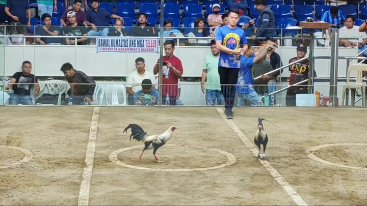 The Harold Brown Grey - 2x Already as Stag