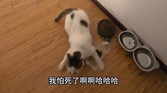 Kitty: This never ends! You still want to touch the one that’s already full!