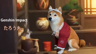 [Hewan]Ini Taromaru! Shiba Inu COS Anjing Genshin Impact