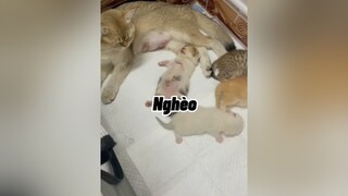 Mọi người nhớ tự bảo vệ bản thân mình trước dịch nha. Mình và đám mèo chỉ ở nhà thôi nè cat mèo cute