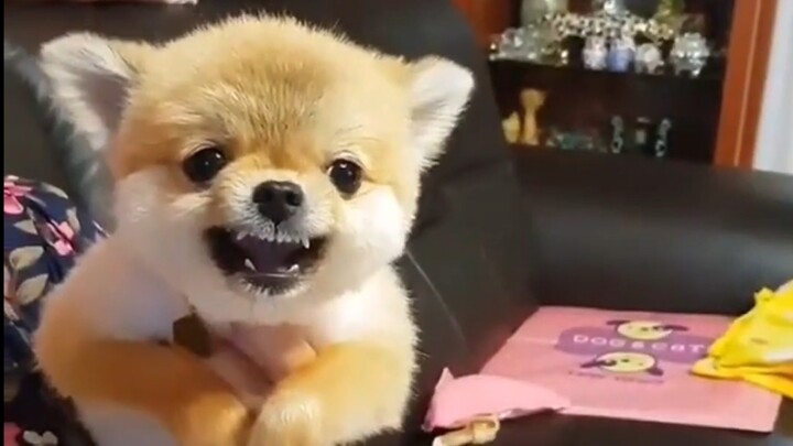 Doggy: The more I think about it, the angrier I get.