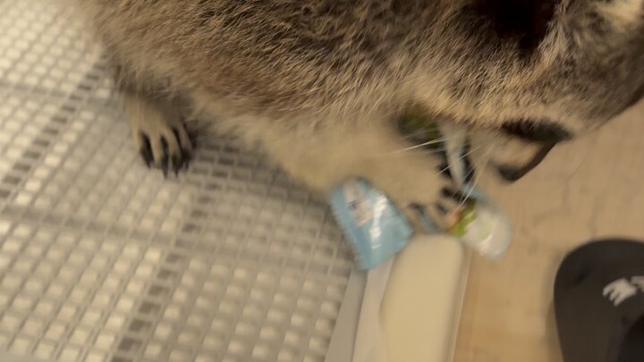 سرقة البسكويت