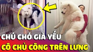 Chú chó được cô chủ cõng trên lưng 'LEO CẦU THANG' mỗi ngày, biết 'LÝ DO' ai cũng xúc động 🥰 Gâu Đần