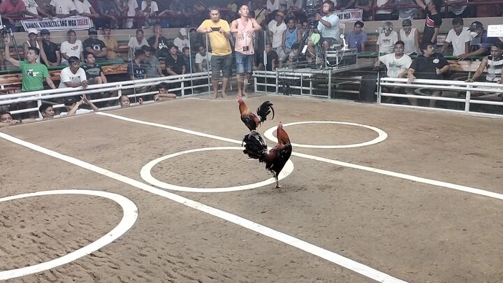 2 cock champion san roque pampanga