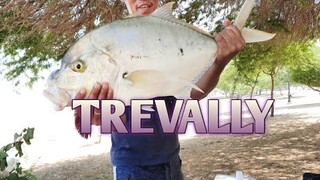 golden trevally/ vlog 19