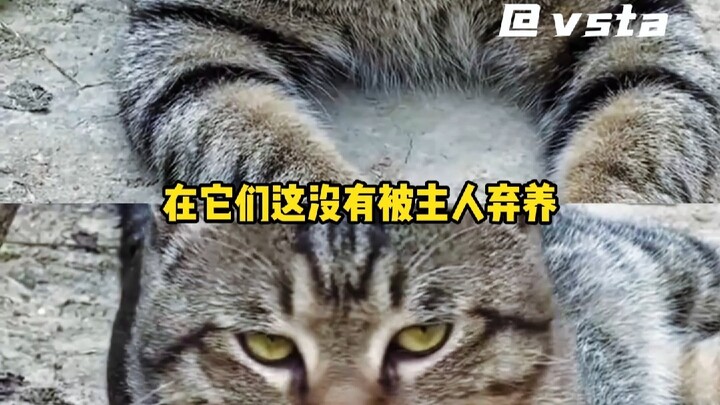 Dua wajah kucing macan tutul: di luar galak dan garang, di samping nenek jadi manis dan lembut!