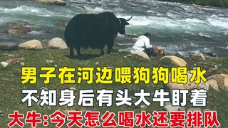 A man was giving his dog a drink by the river, unaware that a big cow was staring at him from behind