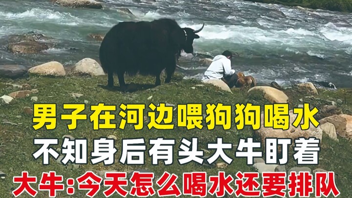 Seorang pria memberi anjingnya minum di tepi sungai, tanpa menyadari ada seekor sapi besar yang meng