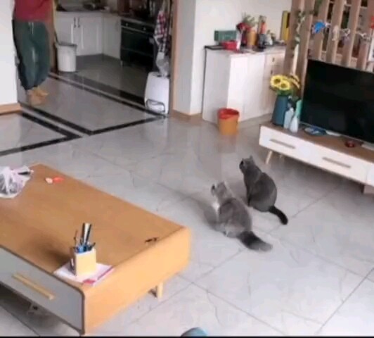 Những chú mèo bị đánh gục bởi Kamehameha!