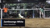 Zamboanga White - Win - 2 Cock Derby