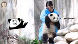 Animal|Take Giant Panda He Hua Home
