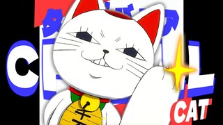 超高速脚程猫咪✨