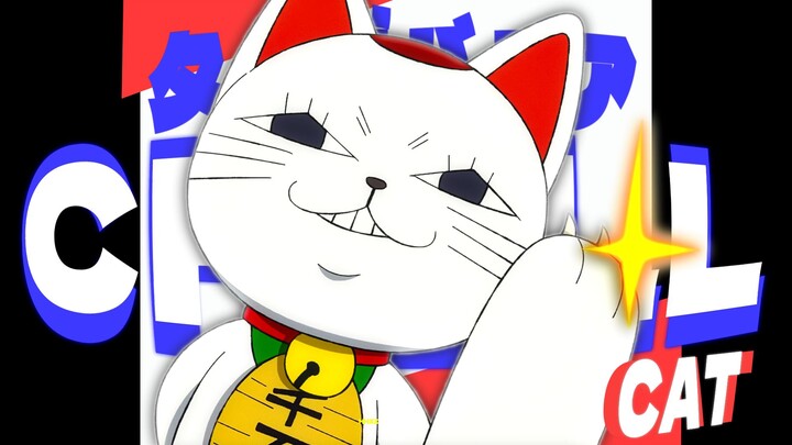 超高速脚程猫咪✨