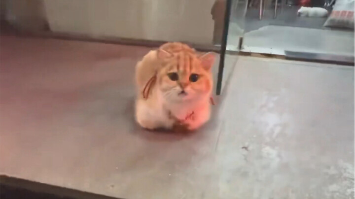 Trời ơi, đáng yêu quá mất thôi!!